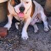 American pocket bully 