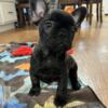 AKC Full Registered French Bulldog Male