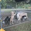 Puppies- got to go bullys parents on site