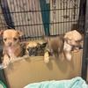 Teacup chihuahua s for sale