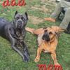 Cane Corso