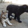 Low Content wooly wolfdog Puppies