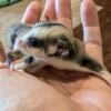 Lineaged Minimal mosaic male sugar glider joey