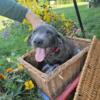 Akc Charcoal lab puppies 800