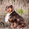 Australian shepherd female Tri