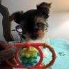 Yorkie Puppy’s Available 