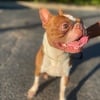 Pure breed Red Boston Terrier