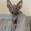 BAMBINO sphynx male cat blue color for sale