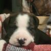 Boston Bulldog mix puppies for sale