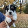 Azul the beautiful coton!