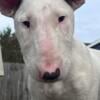 AKC Bull Terrier Puppy