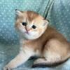 British  Shorthair Golden Female