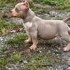 Tri Merle American Bully