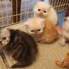 FOR SALE: Persian Kittens