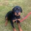 Female Rottweiler puppy