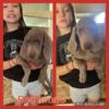 Weimaraner Puppies ready now