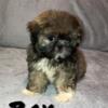 Fee reduced Male ckc registered Shih Tzu