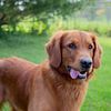 Proven Stud AKC Dark Red Golden Retriever STUD ONLY