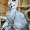 Beautiful TICA  XXL Maine coon kittens.