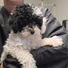 Toy poodle pups