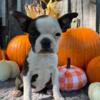 AKC Boston Terrier Female Millie