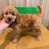 F1 Miniature (Mini) Goldendoodle puppies- Ready at this time.  