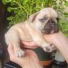 Ultra Cute Fawn Male Frenchie Pup