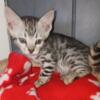 TICA REGISTERED BENGALS KITTENS