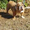 Awesome English bulldog carry tricolor