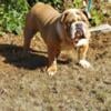 Awesome English bulldog carry tricolor