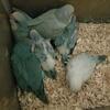 Quaker parrots