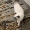 Male Persian Cat for Sale Blue Point Not Nurtured