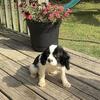 2 male 6mo cavaliers