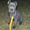 Cane Corso puppies ready for their forever homes! For sale