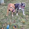 XL American Bully Pitbull
