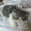 Persians kittens available 