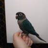 Violet Turquoise Conure