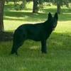 AKC German Shepherd puppies (planned breeding)