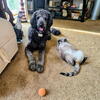 4th Generation Standard Poodles