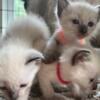 Seal point Siamese kittens-sold