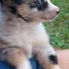 Toy Australian Shepherd Billie tiny blue merle female with blue eyes