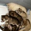 Siberian Husky puppies Mom AKC Dad CKC Fully Blooded Siberian Husky