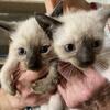 Siamese kittens