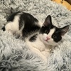 KITTEN NEEDS HOME