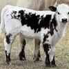 Miniature Sreer calf of the Spokeless Wheel