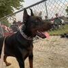 AKC OFA DNA clear Stud 4 sale