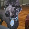 Black stud poodle 1.5 yrs old