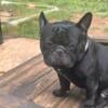 STUD SERVICE: XL FRENCH BULLDOG