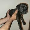 Patterdale Terriers ready July 4th 2 males