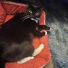 2 brothers 1 year half old some shots neutered / 2 1/2 male tuxedo some shots neutered